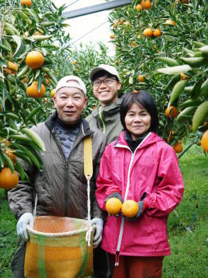 究極の柑橘『せとか』は今年も順調に色づき美味しそうです！ただし収穫及び出荷は2月上旬より！_a0254656_17255799.jpg