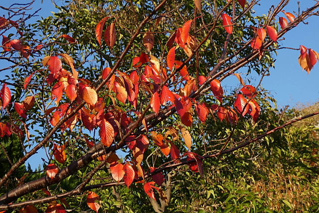 大島桜の紅葉_a0030958_22242199.jpg