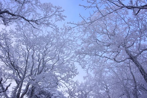 修験の山の霧氷　　山上ヶ岳_c0303868_07113672.jpg