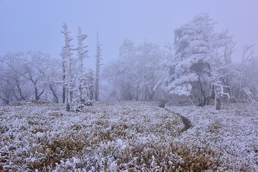 修験の山の霧氷　　山上ヶ岳_c0303868_07185622.jpg