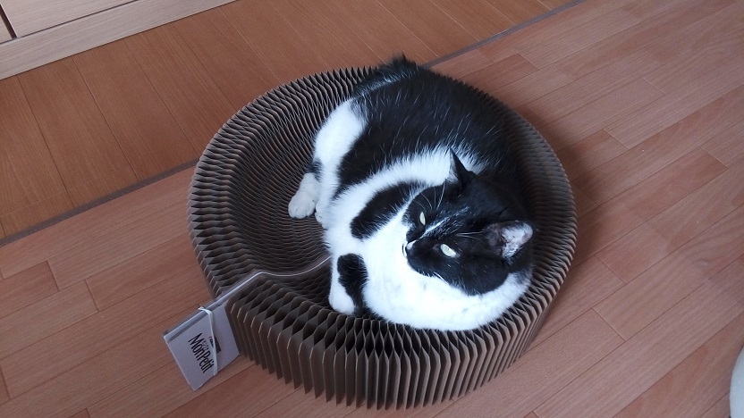 続 爪とぎ そして猫砂 旅にゃん日記 続 爪とぎ そして猫砂 旅にゃん日記