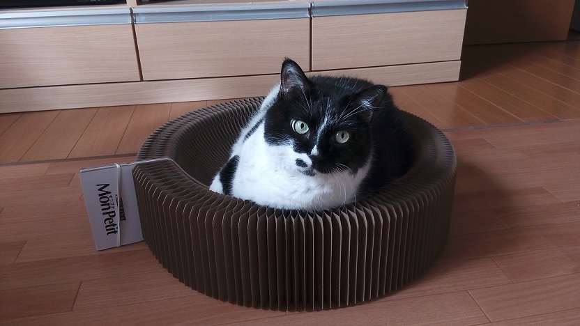 続 爪とぎ そして猫砂 旅にゃん日記 続 爪とぎ そして猫砂 旅にゃん日記
