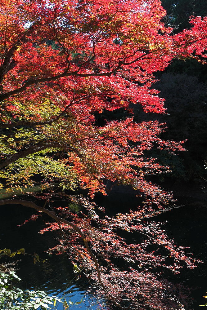 毛呂山町 モミジの鎌北湖 その1_e0165983_10260124.jpg
