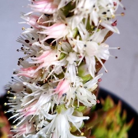 多肉植物 ツメレンゲ の白い花が真っ盛り 健気に育つ植物たち