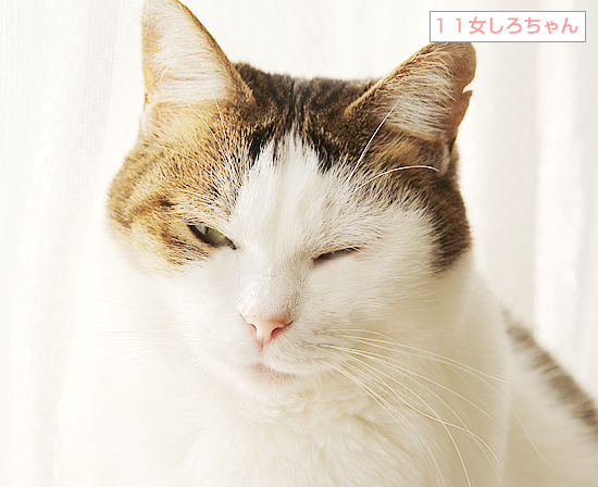 まねきねこ_a0389088_08432403.jpg