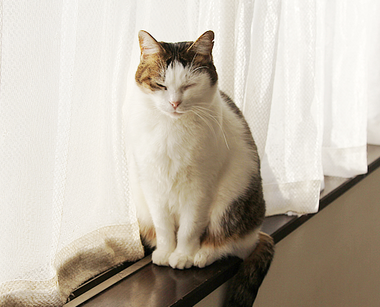 まねきねこ_a0389088_08432531.jpg