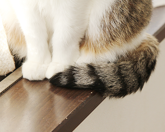 まねきねこ_a0389088_08432541.jpg