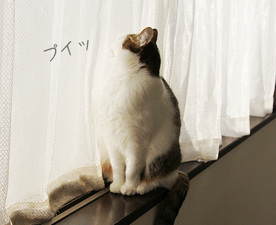 まねきねこ_a0389088_08432564.jpg