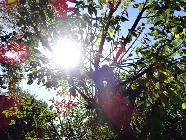 高知県立牧野植物園に魅せられて牧野富太郎博士の業績にビックリ、素晴らしい植物園には沢山の花々が、ノジギクの命名者は牧野富太郎先生がその人_d0181492_20480618.jpg