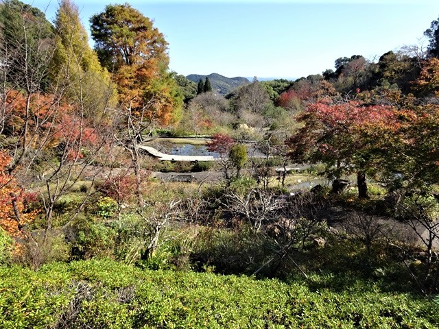 高知県立牧野植物園に魅せられて牧野富太郎博士の業績にビックリ、素晴らしい植物園には沢山の花々が、ノジギクの命名者は牧野富太郎先生がその人_d0181492_20490610.jpg