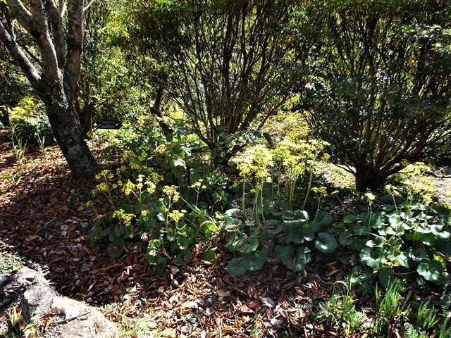 高知県立牧野植物園に魅せられて牧野富太郎博士の業績にビックリ、素晴らしい植物園には沢山の花々が、ノジギクの命名者は牧野富太郎先生がその人_d0181492_20512887.jpg