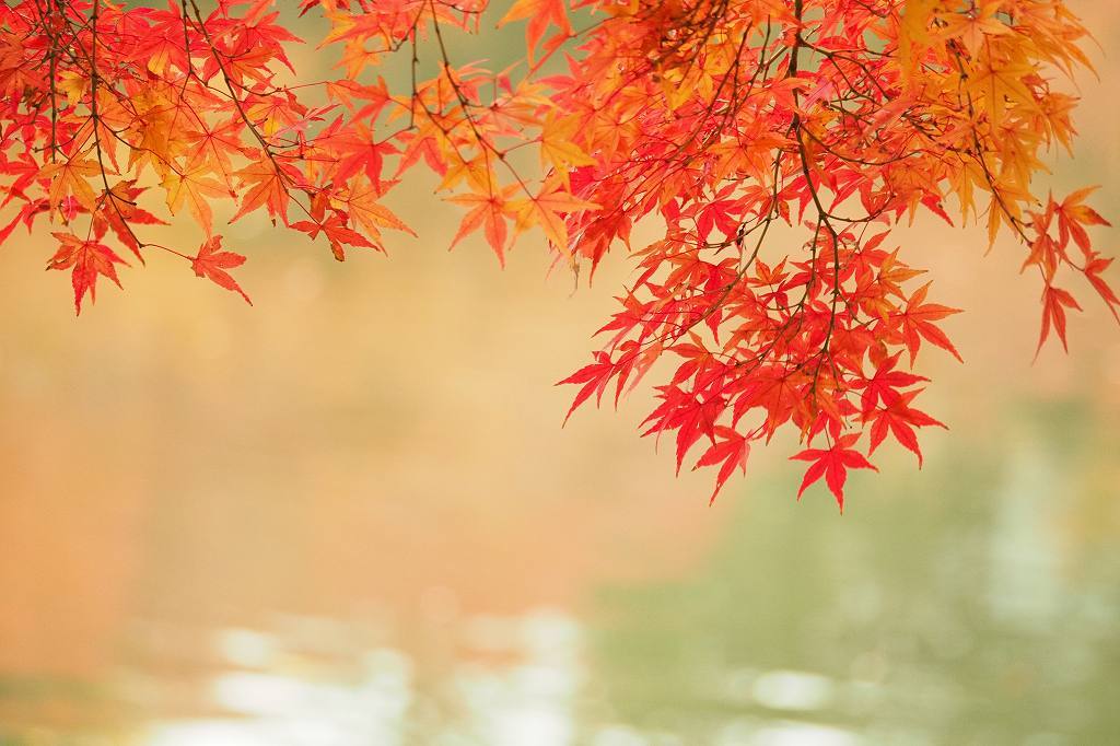 小石川後楽園の紅葉_e0348392_18403510.jpg