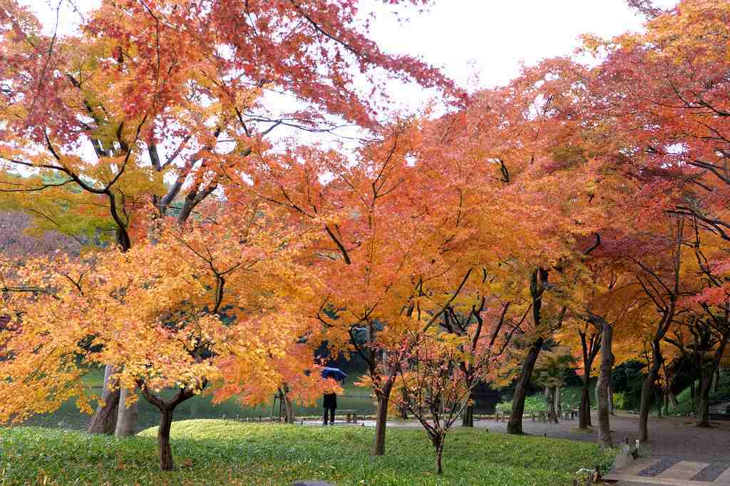 小石川後楽園の紅葉 陽だまりの道