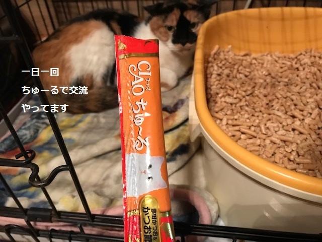 ミケコちゃん、順調です_f0242002_19593237.jpg