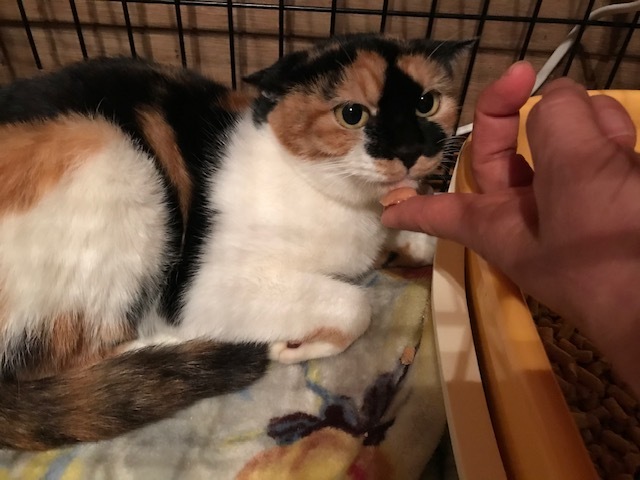 ミケコちゃん、順調です_f0242002_19593847.jpg