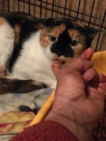 ミケコちゃん、順調です_f0242002_19595656.jpg