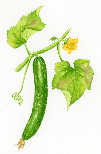 野菜のイラスト キュウリ Cucumber イラストレーター 川副美紀 Miki Kawazoe Illustrations Watercolor Colored Pencil