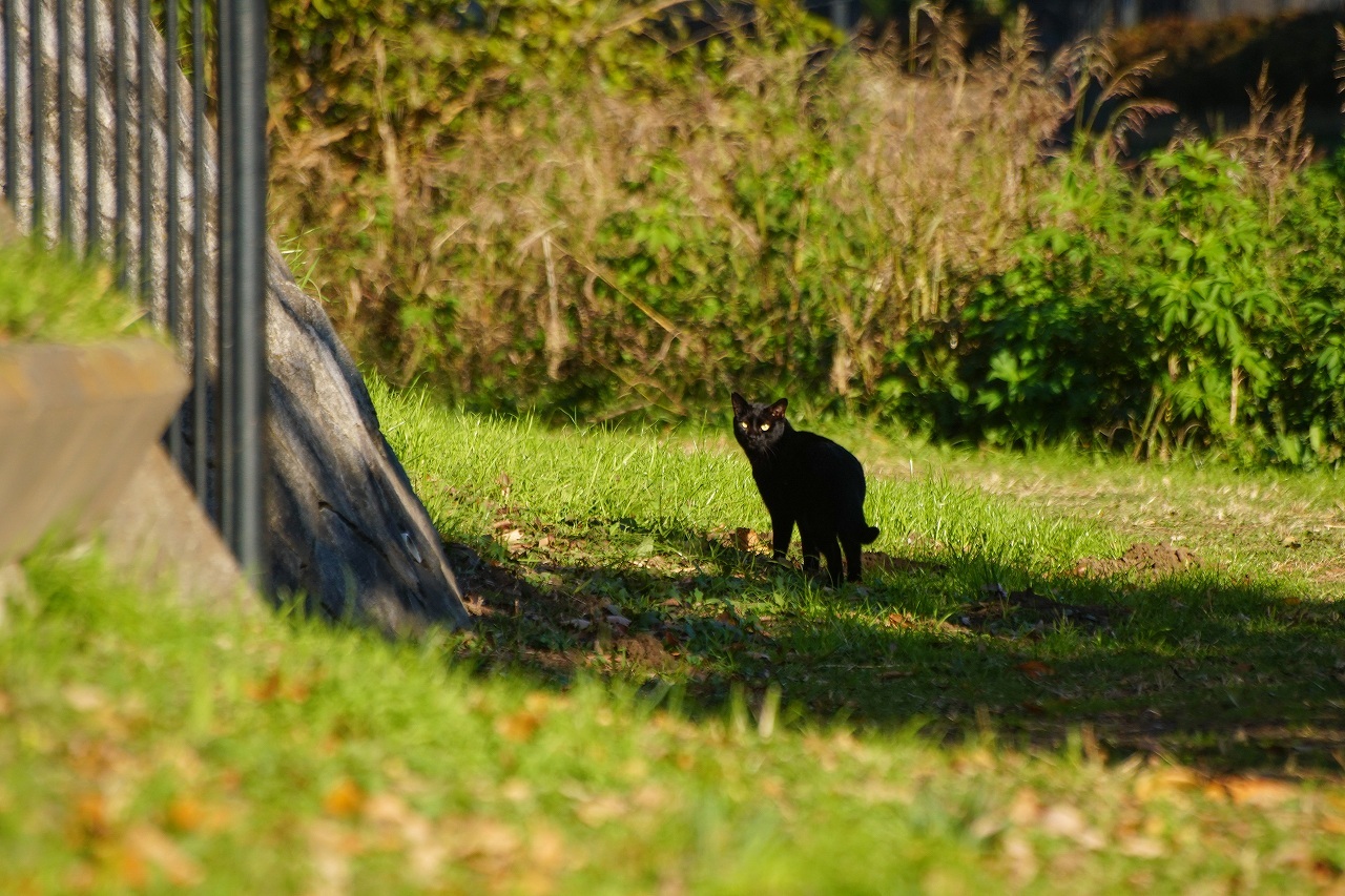 野川の野鳥と猫_b0225108_22512168.jpg