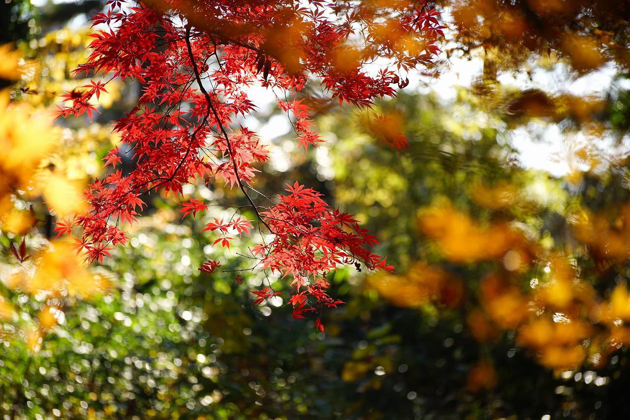 ラスト紅葉～神代植物公園_b0225108_22562151.jpg