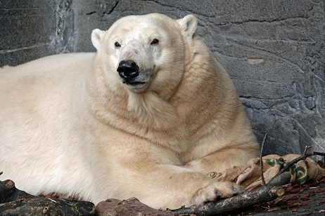 デンマーク生まれの大きい白熊クン デンマーク・コペンハーゲン動物園でホッキョクグマの赤ちゃん