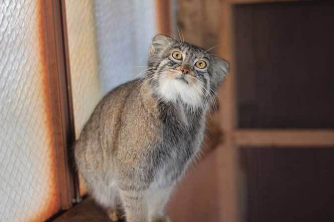 夕暮れ時のそわそわマヌルネコ（埼玉県こども動物自然公園）_b0355317_21405171.jpg