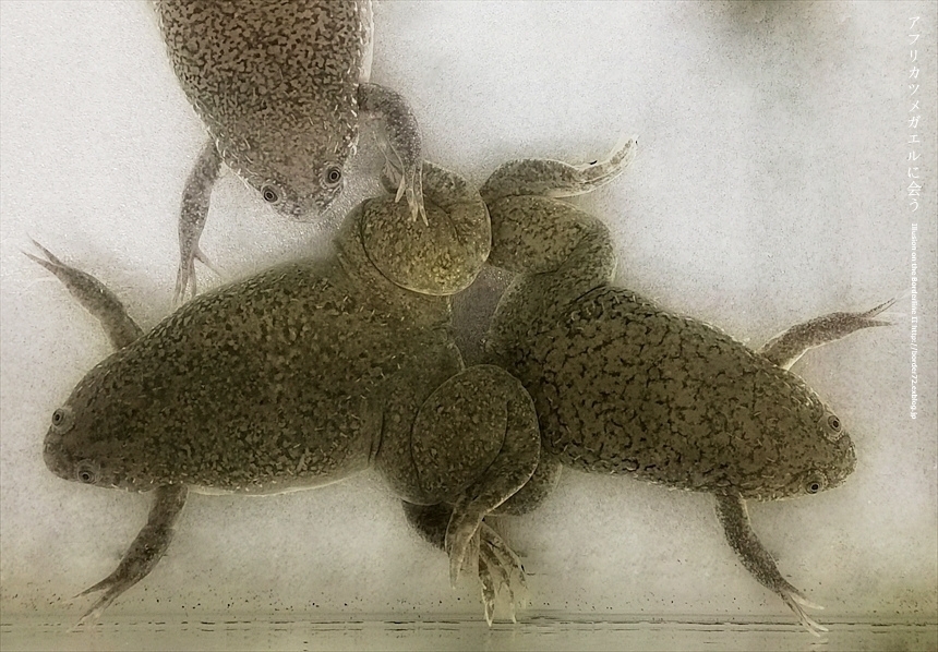 アフリカツメガエルに会う Illusion On The Borderline Ii へなちょこ魔術師