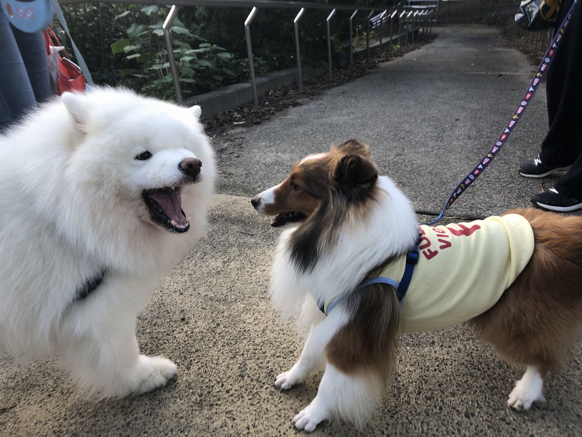 2019年10月後半 インスタ写真集 その1_f0128542_00492936.jpg