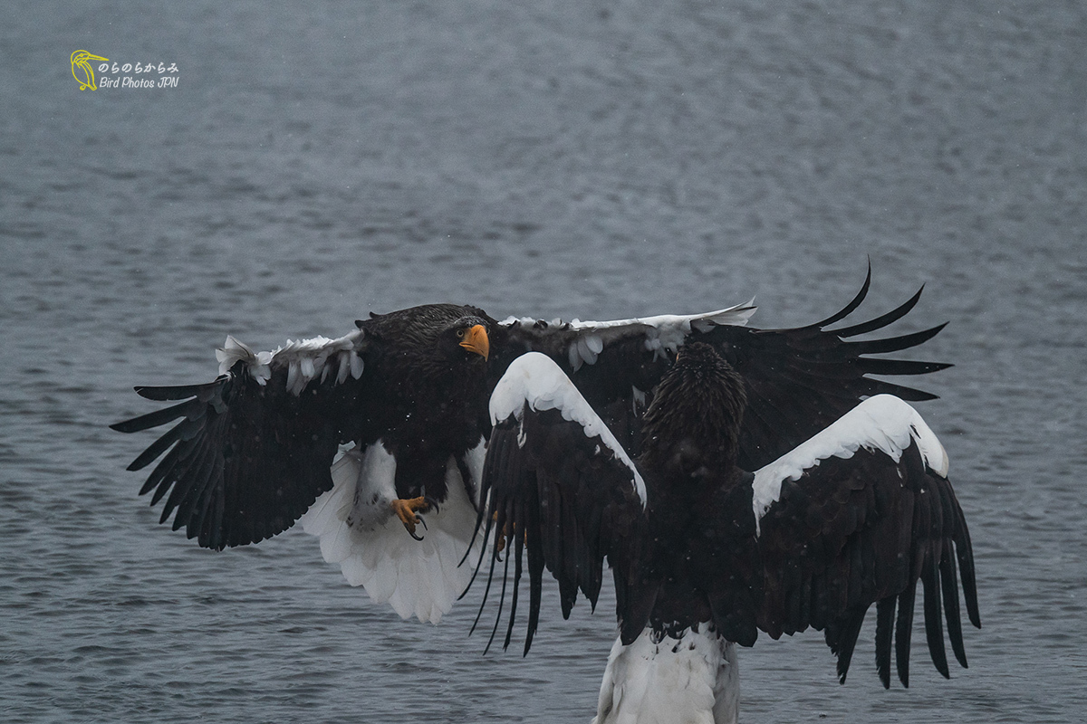 Steller\'s sea eagles of Japan, the battle and in snowstorm._d0360547_06050063.jpg