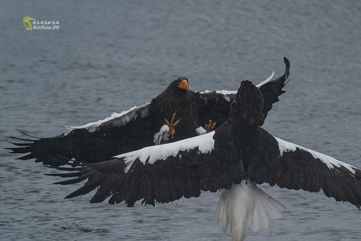 Steller\'s sea eagles of Japan, the battle and in snowstorm._d0360547_06050160.jpg