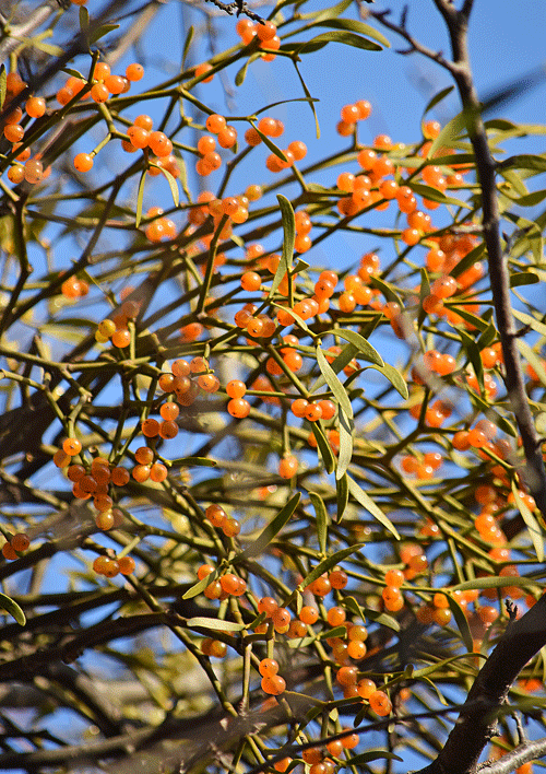 a0001354_23570724.gif