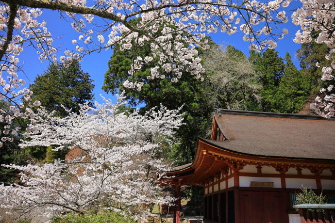 談山神社 19 桜 Switch Off 談山神社 19 桜 Switch Off