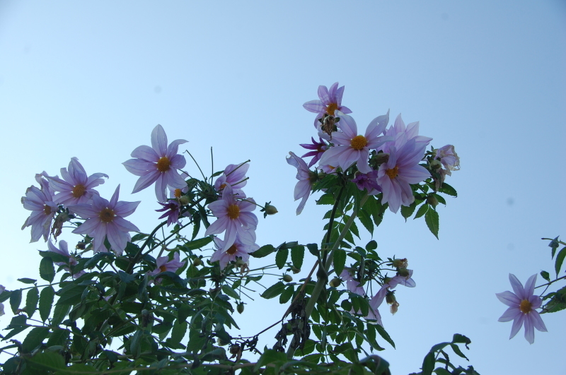 我が家の花壇のリニューアルは大仕事である_c0108460_17214755.jpg