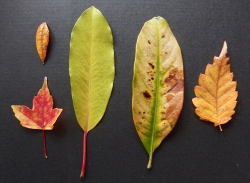 葉っぱ 葉っぱ図鑑 もみじ 落ち葉 黄葉 紅葉 褐葉 Leafart もみじ い ろ い ろ 自然感察 Nature Feeling