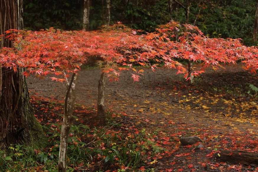 小国神社の紅葉_e0304170_18470775.jpg