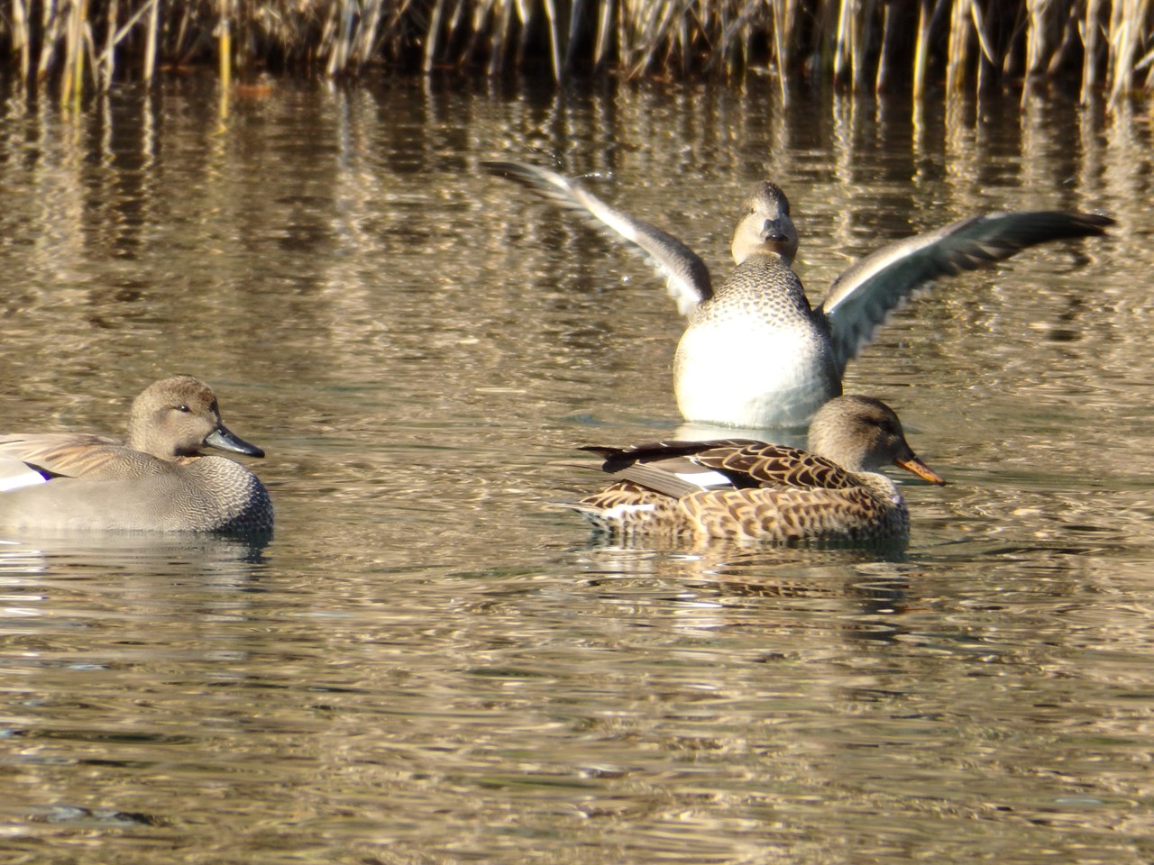 『木の実と水鳥と風景を･････(木曽川水園)』_d0054276_20295639.jpg