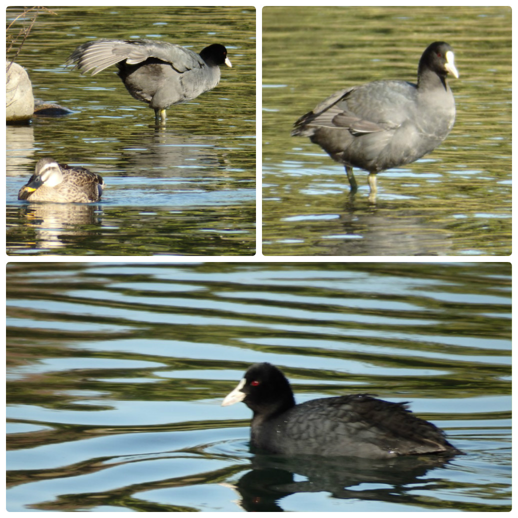 『木の実と水鳥と風景を･････(木曽川水園)』_d0054276_20333214.jpg