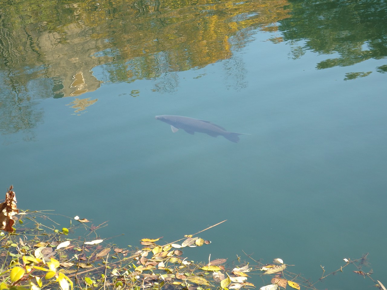 『木の実と水鳥と風景を･････(木曽川水園)』_d0054276_2033459.jpg