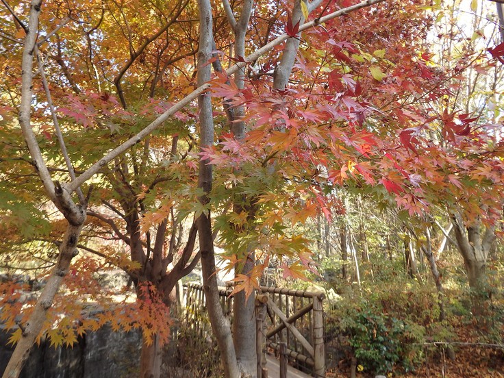 『木の実と水鳥と風景を･････(木曽川水園)』_d0054276_20364832.jpg