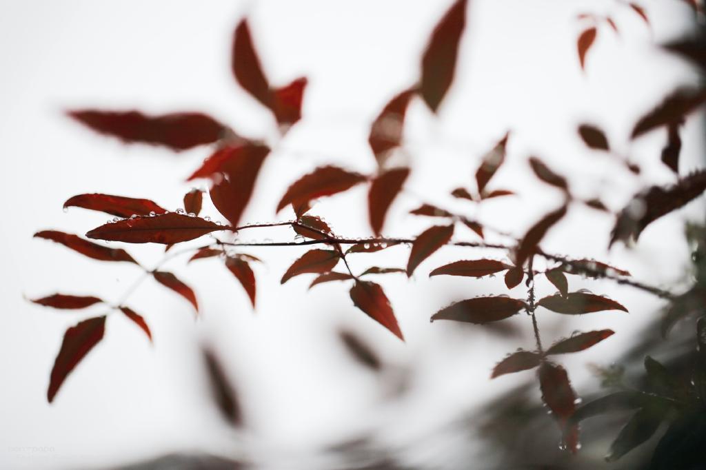 小雨のあと_c0356480_18382986.jpg