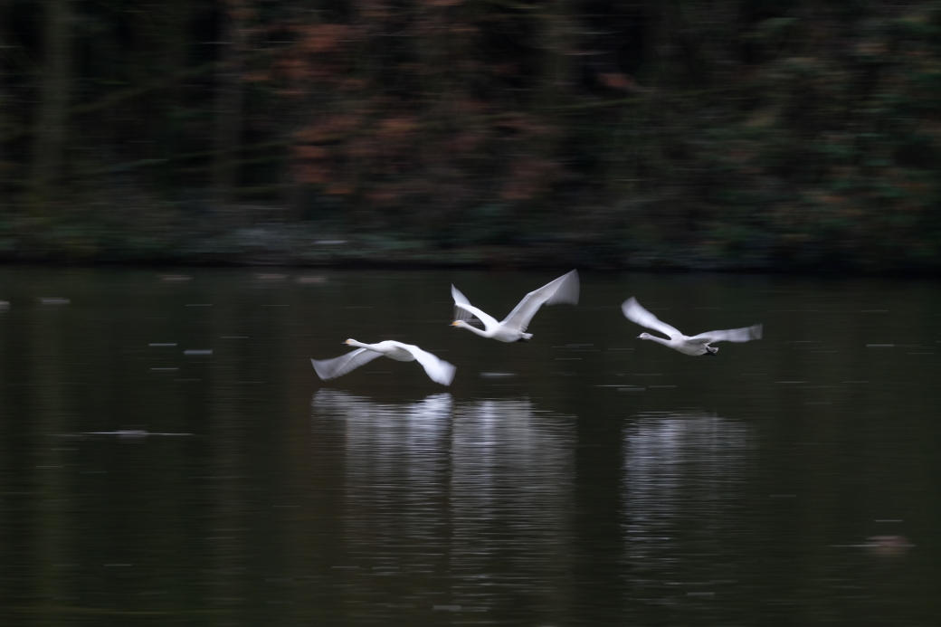 白鳥飛翔　②　那珂市古徳沼　２０１９・１２・０７_e0143883_05003853.jpg