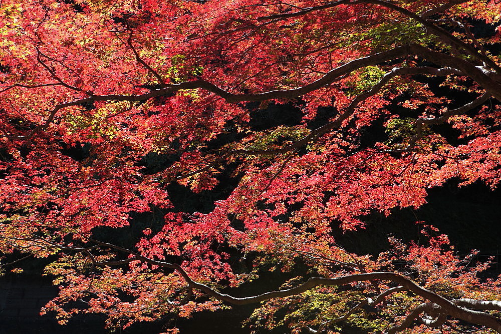 毛呂山町　モミジの鎌北湖　その２_e0165983_11254905.jpg