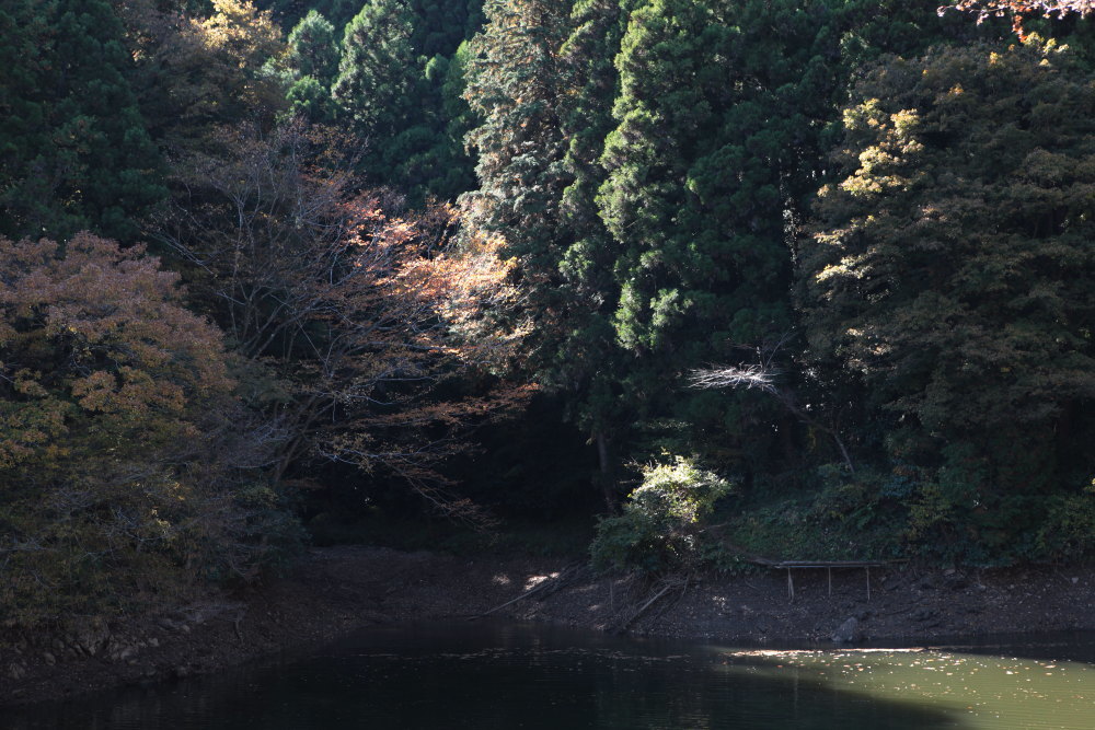 毛呂山町 モミジの鎌北湖 その2_e0165983_11260358.jpg