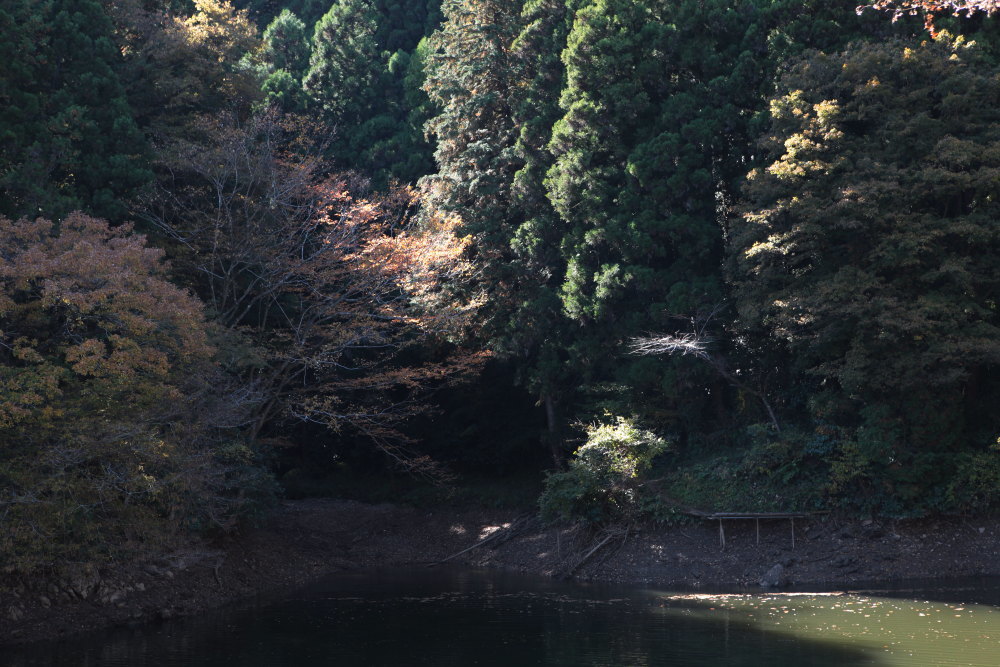 毛呂山町　モミジの鎌北湖　その２_e0165983_11260358.jpg