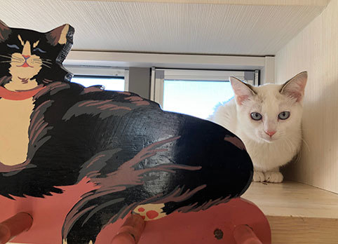 クララちゃん避妊手術終わりました&うちの健おじちゃん_d0071596_19225363.jpg