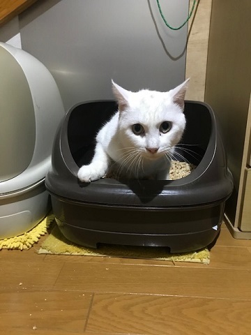 トイレもひとりで出来ますよ!_f0242002_23175272.jpg
