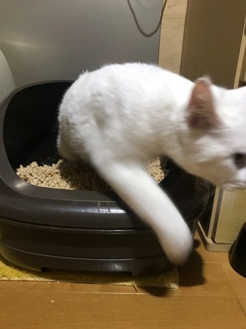 トイレもひとりで出来ますよ!_f0242002_23175913.jpg