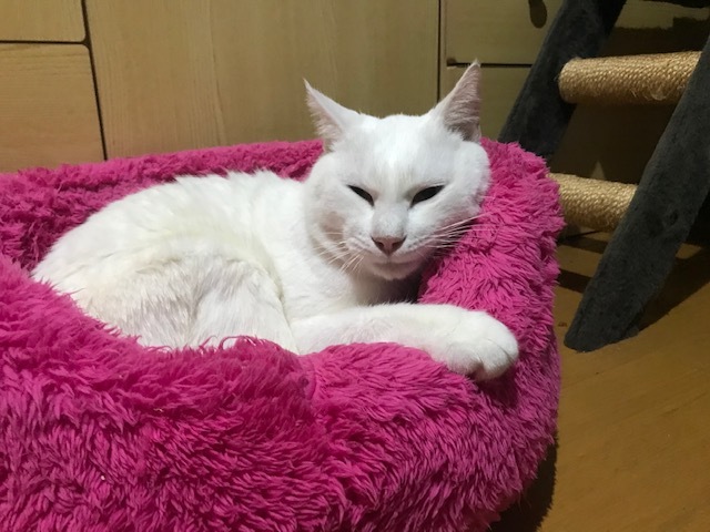 トイレもひとりで出来ますよ!_f0242002_23181738.jpg