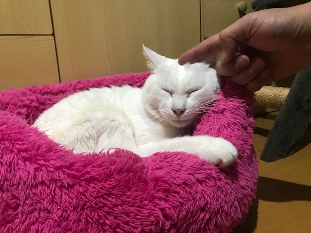 トイレもひとりで出来ますよ!_f0242002_23182334.jpg