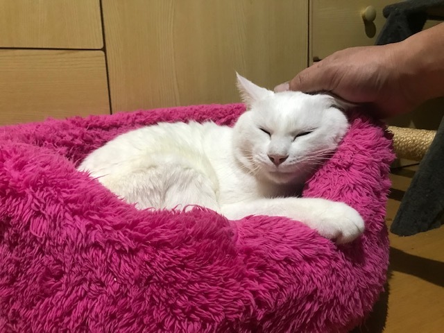 トイレもひとりで出来ますよ!_f0242002_23184211.jpg