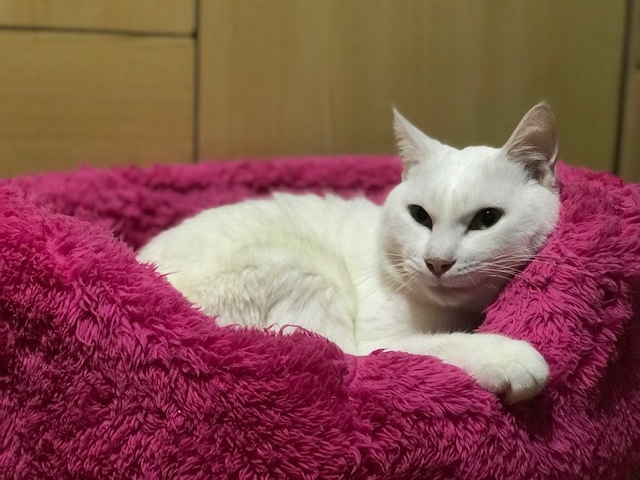 トイレもひとりで出来ますよ!_f0242002_23184823.jpg